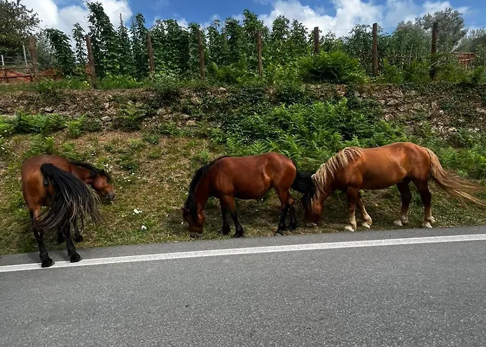 Casa Balsamo Bed & Breakfast *